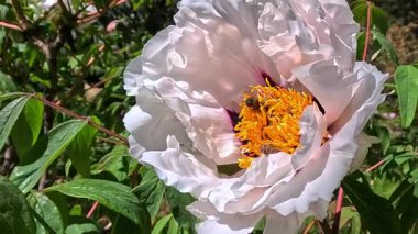 Arılar, bahçedeki bir şakayığın çiçeklerinde nektar ve polen toplarlar.