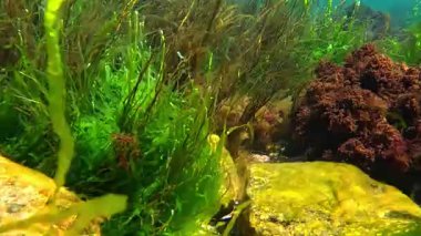 Karadeniz 'de alg bitkisinin kitlesel gelişimi, kırmızı ve yeşil algler (Porphyra, Enteromorpha, Seramium, Scytosiphon) kıyıya yakın sularda salınırlar.