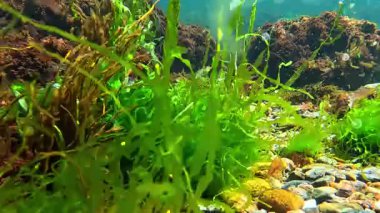 Karadeniz 'de alg bitkisinin kitlesel gelişimi, kırmızı ve yeşil algler (Porphyra, Enteromorpha, Seramium, Scytosiphon) kıyıya yakın sularda salınırlar.