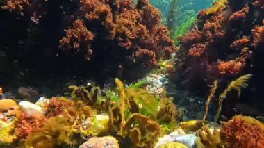 Karadeniz 'de alg bitkisinin kitlesel gelişimi, kırmızı ve yeşil algler (Porphyra, Enteromorpha, Seramium, Scytosiphon) kıyıya yakın sularda salınırlar.