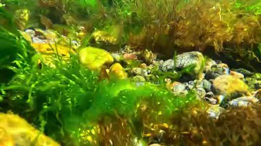 Karadeniz 'de alg bitkisinin kitlesel gelişimi, kırmızı ve yeşil algler (Porphyra, Enteromorpha, Seramium, Scytosiphon) kıyıya yakın sularda salınırlar.