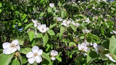 Ayva Cydonia Oblonga, Bahçede çiçek açan beyaz ayva
