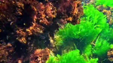 Karadeniz 'de alg bitkisinin kitlesel gelişimi, kırmızı ve yeşil algler (Porphyra, Enteromorpha, Seramium, Scytosiphon) kıyıya yakın sularda salınırlar.