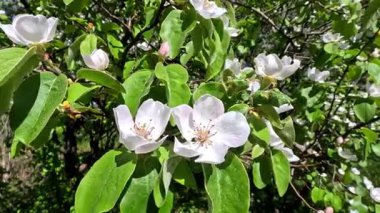Ayva Cydonia Oblonga, Bahçede çiçek açan beyaz ayva