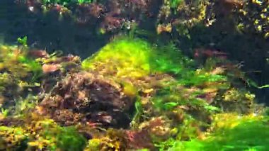 Su altı manzarası, yeşil alg çalılıkları Enteromorpha (Ulva) intestinalis