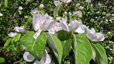 Ayva Cydonia Oblonga, Bahçede çiçek açan beyaz ayva