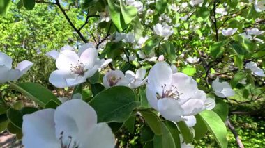 Ayva Cydonia Oblonga, Bahçede çiçek açan beyaz ayva