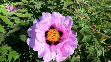 Baharda bahçede büyük bir şakayık çiçeği.