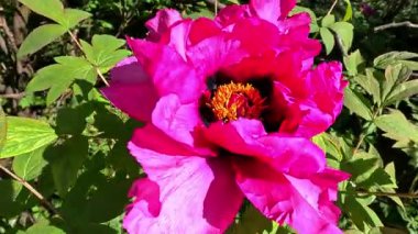 Baharda bahçede büyük bir şakayık çiçeği.