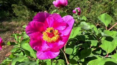 Bal arısı bahçede baharda büyük bir ağaçta nektar topluyor.