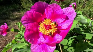 Bal arısı bahçede baharda büyük bir ağaçta nektar topluyor.