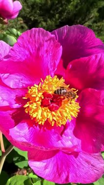 Bal arısı bahçede baharda büyük bir ağaçta nektar topluyor.