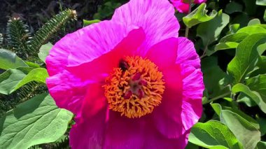 Bal arısı bahçede baharda büyük bir ağaçta nektar topluyor.