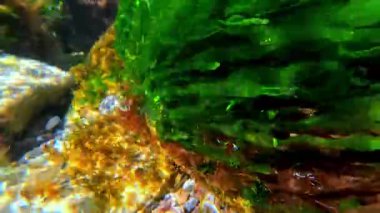 Su altı manzarası, Karadeniz kıyısındaki kayalıklarda yeşil ve kırmızı algler.