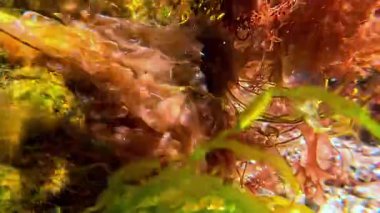 Su altı manzarası, Karadeniz kıyısındaki kayalıklarda yeşil ve kırmızı algler.
