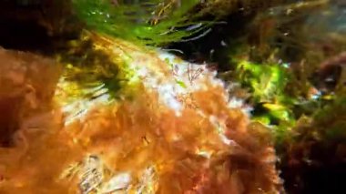 Su altı manzarası, Karadeniz kıyısındaki kayalıklarda yeşil ve kırmızı algler.