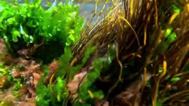 Su altı manzarası, Karadeniz kıyısındaki kayalıklarda yeşil ve kırmızı algler.