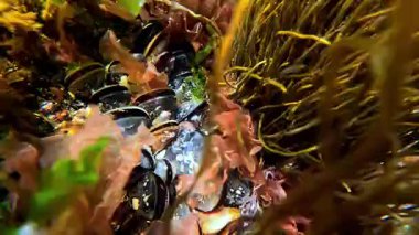 Kıyıya yakın taşların üzerinde yetişen kırmızı ve yeşil alglerin sualtı manzarası suyu oksijenle doldurur.