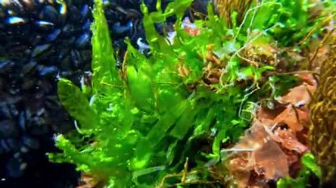 Kıyıya yakın taşların üzerinde yetişen kırmızı ve yeşil alglerin sualtı manzarası suyu oksijenle doldurur.