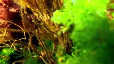 Kıyıya yakın taşların üzerinde yetişen kırmızı ve yeşil alglerin sualtı manzarası suyu oksijenle doldurur.