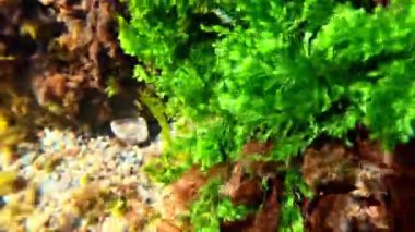 Kıyıya yakın taşların üzerinde yetişen kırmızı ve yeşil alglerin sualtı manzarası suyu oksijenle doldurur.