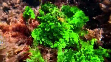 Karadeniz kıyısındaki sualtı manzarasında kayalıklardaki yeşil yosun Cladophora.