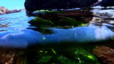 Karadeniz 'deki su altı manzarası, ilkbaharda temiz suda kayaların üzerindeki farklı algler.