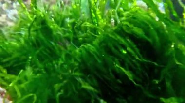 Su altı manzarası, yeşil alg çalılıkları Enteromorpha (Ulva) intestinalis