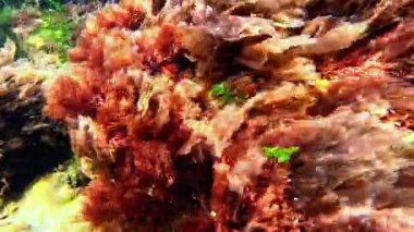 Su altı manzarası, kahverengi, kırmızı ve yeşil algler kıyıya yakın kayalarda, Karadeniz