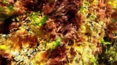 Su altı manzarası, kahverengi, kırmızı ve yeşil algler kıyıya yakın kayalarda, Karadeniz