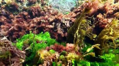 Su altı manzarası, kahverengi, kırmızı ve yeşil algler kıyıya yakın kayalarda, Karadeniz