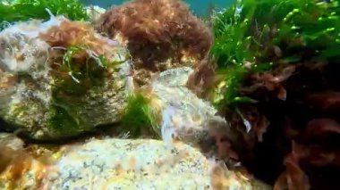 Karadeniz kıyısındaki kayalıklarda solmuş yeşil algler Enteromorpha bağırsakları.