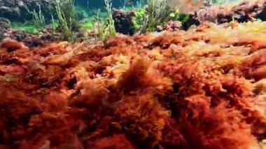 Kırmızı alg seramium rubrum ve diğer makro yosunlar kıyıya yakın dalgalarda yavaşça salınırlar.