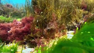 Karadeniz kıyısındaki makro yosun kümeleri, kırmızı ve yeşil algler.
