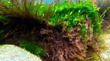 Su altı manzarası, kahverengi, kırmızı ve yeşil algler.