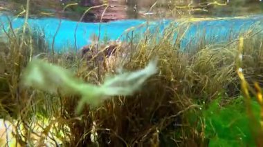 Karadeniz kıyısındaki makro yosun kümeleri, kırmızı ve yeşil algler.