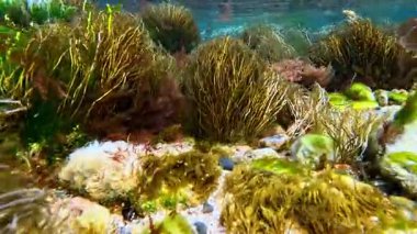 Karadeniz kıyısındaki makro yosun kümeleri, kırmızı ve yeşil algler.