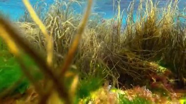 Karadeniz kıyısındaki makro yosun kümeleri, kırmızı ve yeşil algler.