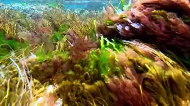 Karadeniz kıyısındaki makro yosun kümeleri, kırmızı ve yeşil algler.