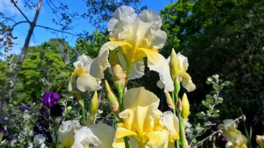 Botanik koleksiyonunda büyük çiçekli sarı dekoratif bahçe Iris Germanica, Odessa