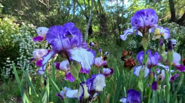 Botanik koleksiyonunda büyük çiçekler olan beyaz ve mor bahçe Iris Germanica