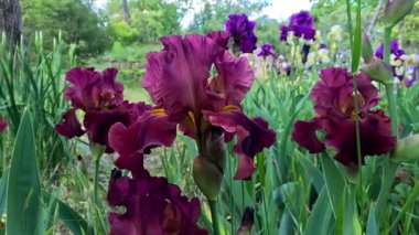 Botanik koleksiyonunda büyük çiçekli kırmızı ve kahverengi bahçe Iris Germanica, Odessa