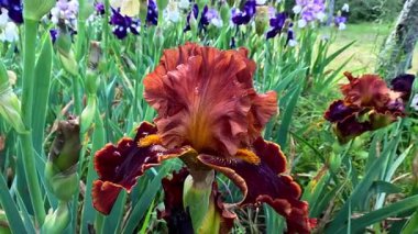 Botanik koleksiyonunda büyük çiçekli kırmızı ve kahverengi bahçe Iris Germanica, Odessa