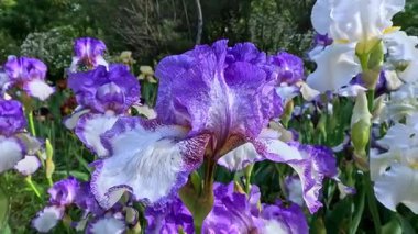 Botanik koleksiyonunda büyük çiçekler olan beyaz ve mor bahçe Iris Germanica