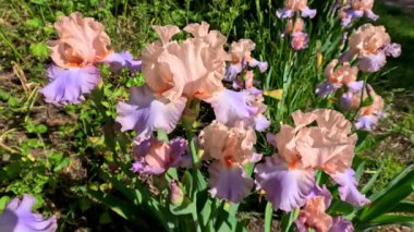 Botanik koleksiyonunda büyük çiçekli pembe ya da krema bahçesi Iris Germanica, Odessa