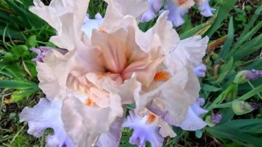 Botanik koleksiyonunda büyük çiçekli pembe ya da krema bahçesi Iris Germanica, Odessa