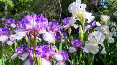 Botanik koleksiyonunda büyük çiçekler olan beyaz ve mor bahçe Iris Germanica