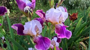 Botanik koleksiyonunda büyük çiçekler olan beyaz ve mor bahçe Iris Germanica