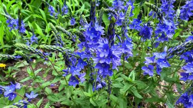 Veronica Teucrium, bahçede mor çiçekler açan bitkisel bitki.