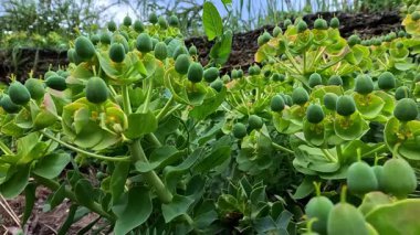 Euphorbia myrsinites, bahçede tohum kutularıyla eski çiçekler bitkisel süslemeler.